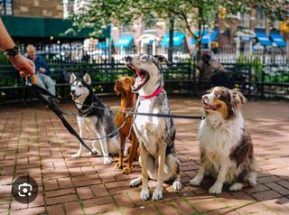 Me ofrezco pasear perros