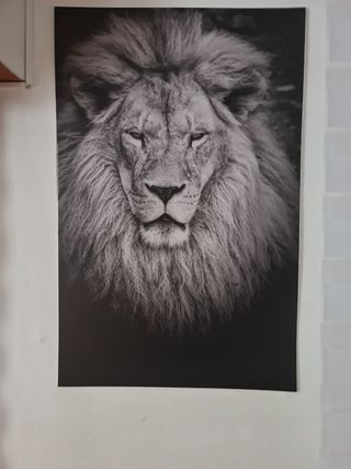 Cuadro león blanco y negro