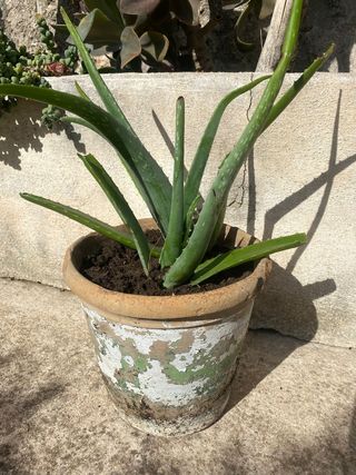 Aloe vera en maceta
