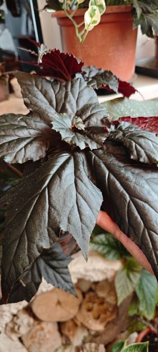 Begonia 'Black Taffeta' - Exótica