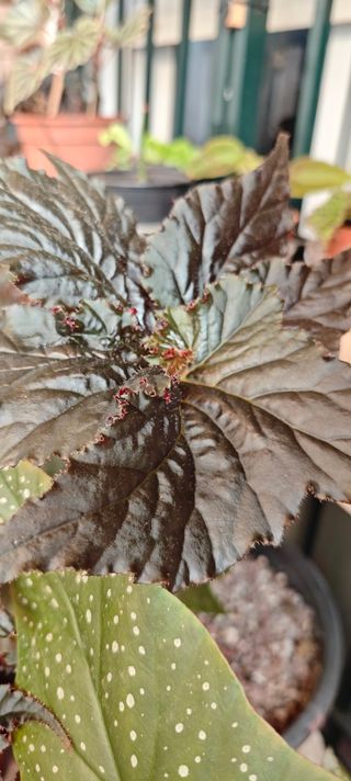 Begonia 'Black Taffeta' - Exótica