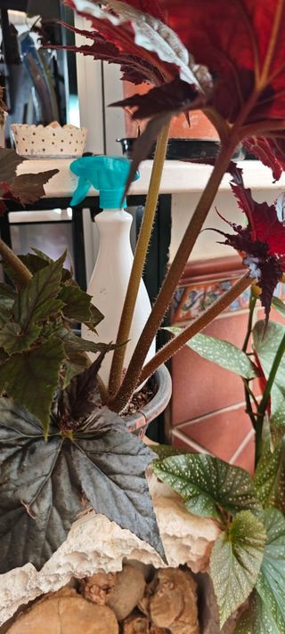 Begonia 'Black Taffeta' - Exótica