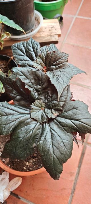 Begonia 'Black Taffeta' - Exótica