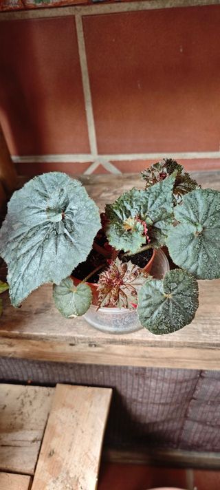 Begonia 'Black Taffeta' - Exótica