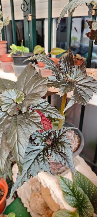 Begonia 'Black Taffeta' - Exótica