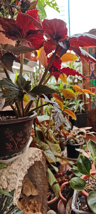 Begonia 'Black Taffeta' - Exótica