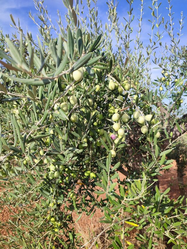 Olivar Tradicional en venta - Tierra de Barros
