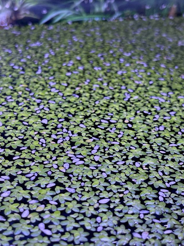 Lentejas de agua - Plantas acuáticas