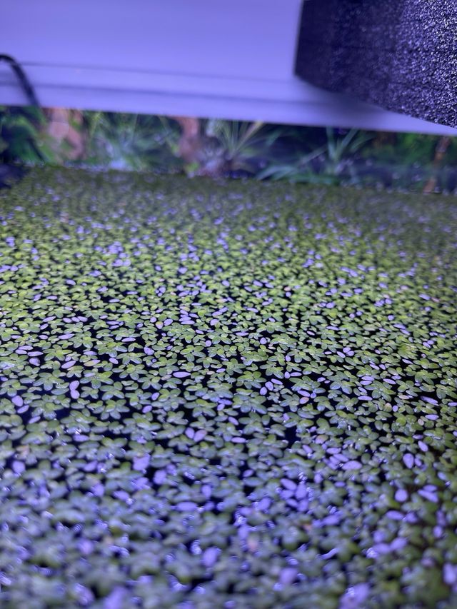 Lentejas de agua - Plantas acuáticas