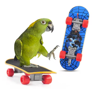 Skateboard Gioco Pappagallo