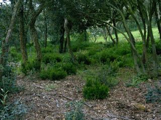 Solar en venta en Can Semi - Mas Nou - Mas Ros en Castell-Platja d´Aro