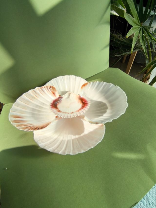 Decorativo conchas marinas