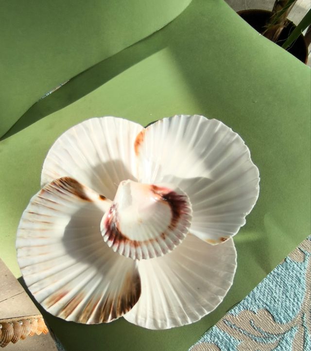 Decorativo conchas marinas