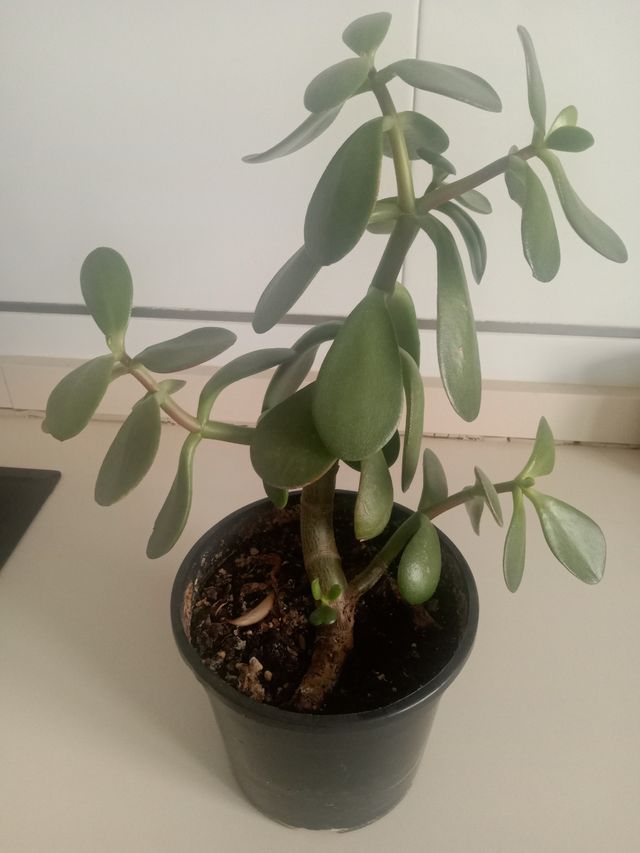 Planta Jade - Crassula ovata