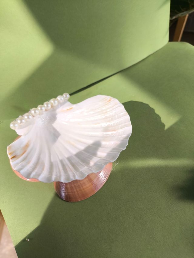 Soporte conchas para joyas ovelas