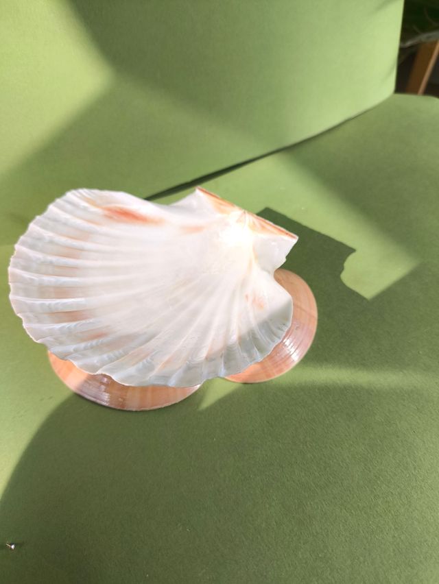 Soporte conchas para joyas ovelas