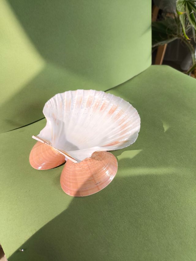 Soporte conchas para joyas ovelas