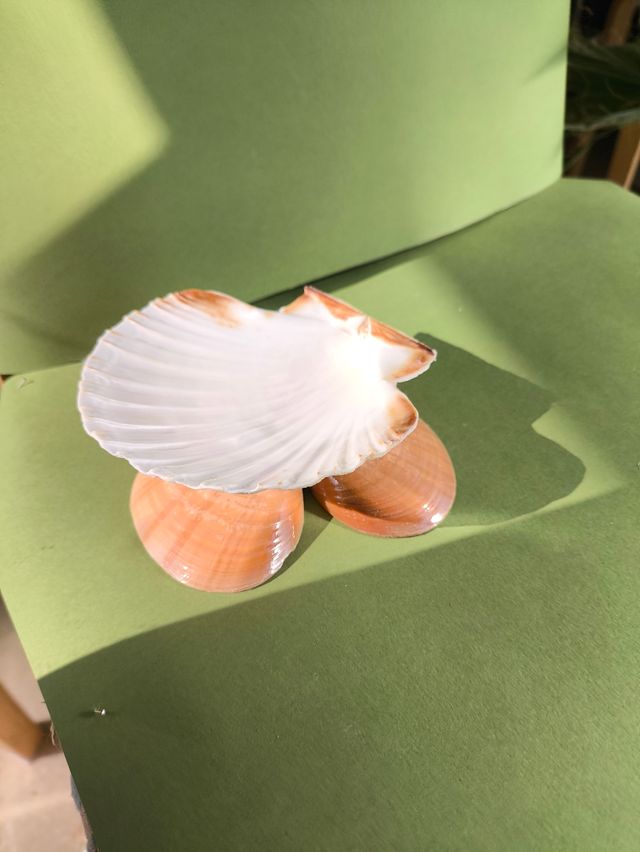 Soporte conchas para joyas ovelas