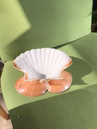 Soporte conchas para joyas ovelas