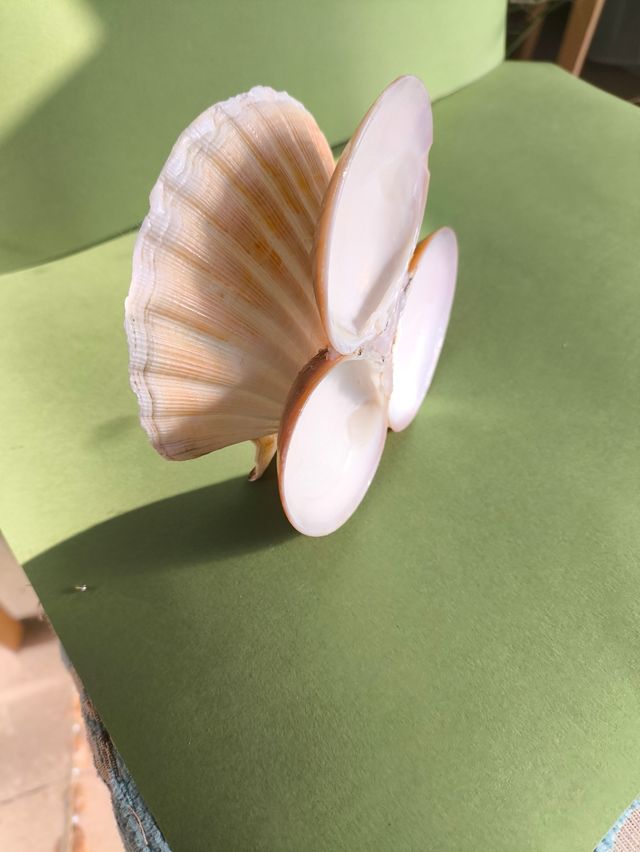 Soporte conchas para joyas ovelas