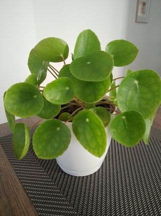 Planta Pilea Peperomioides