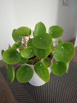 Planta Pilea Peperomioides