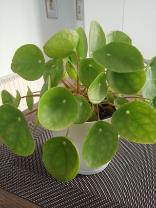 Planta Pilea Peperomioides