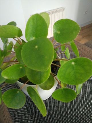Planta Pilea Peperomioides