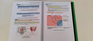FISIOLOGÍA DEL SISTEMA ENDOCRINO. MANUAL DEL ESTUD