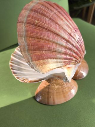 Soporte conchas joyero - perla