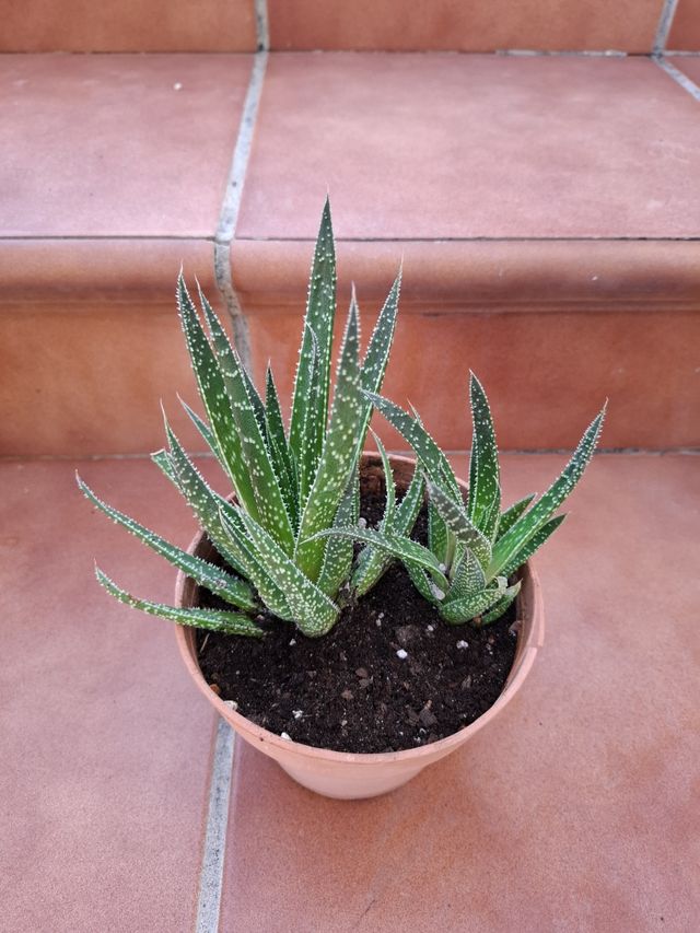 2x Aristaloe Aristata - Planta crasa