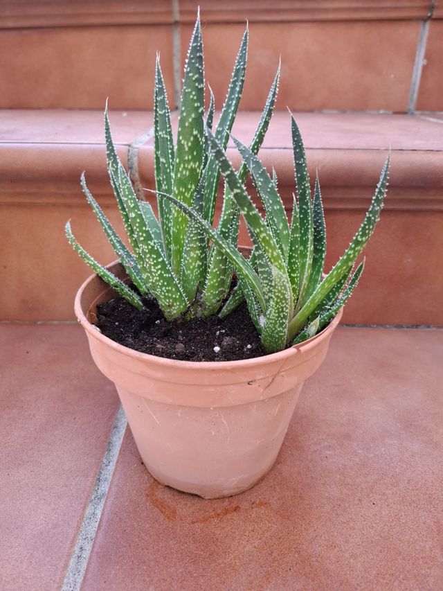 2x Aristaloe Aristata - Planta crasa