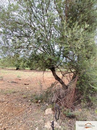 Terreno en venta en Capdepera