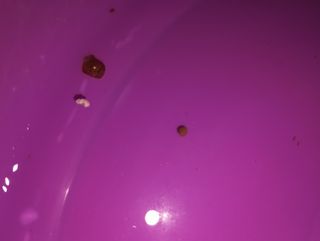 Cambio o vendo Caracoles Planorbis