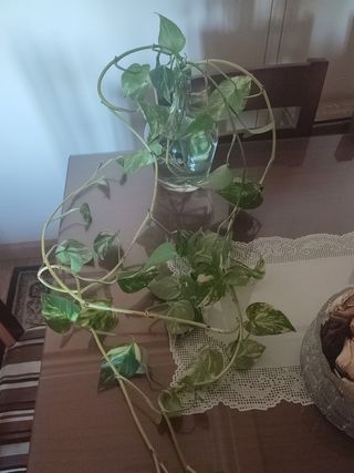 Esquejes Ramas Poto - Planta
Son muy largas .