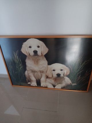 Cuadro cachorros Golden Retriever