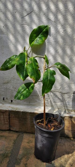 Planta Solandra (Copa de Oro)