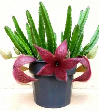 Stapelia grandiflora - Flor exótica