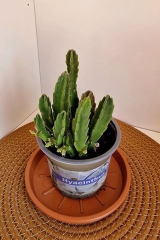 Stapelia grandiflora - Flor exótica