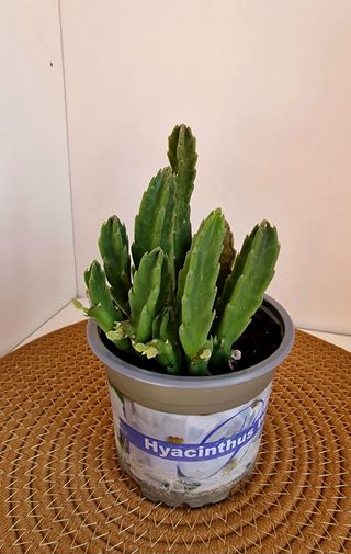 Stapelia grandiflora - Flor exótica