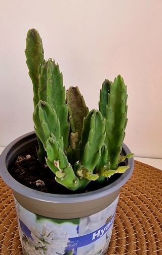 Stapelia grandiflora - Flor exótica