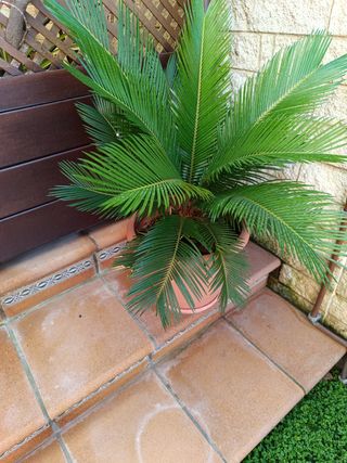 Palmera Zamia furfuracea