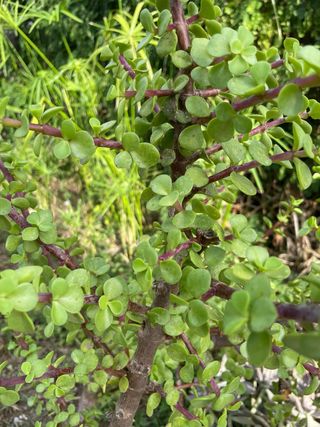 Pianta Portulacaria afra