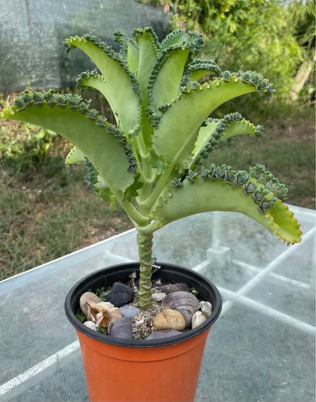 Pianta Kalanchoe daemoniifolia