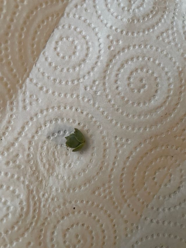 Pianta Kalanchoe daemoniifolia