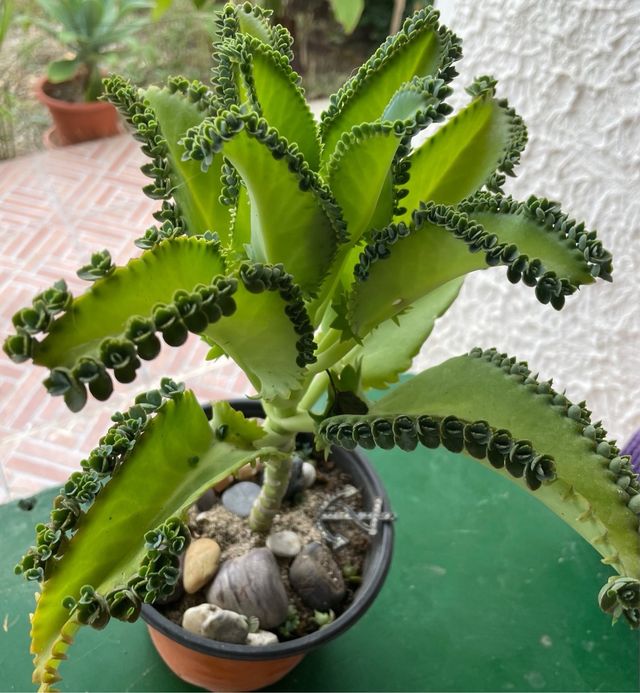 Pianta Kalanchoe daemoniifolia