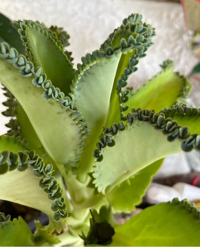 Pianta Kalanchoe daemoniifolia