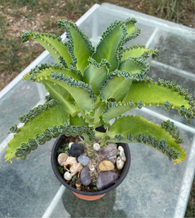 Pianta Kalanchoe daemoniifolia