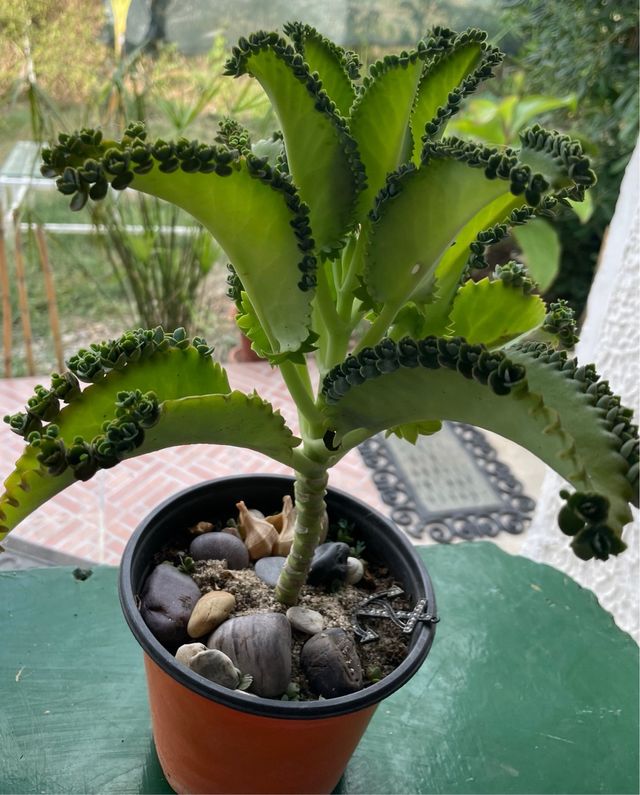 Pianta Kalanchoe daemoniifolia