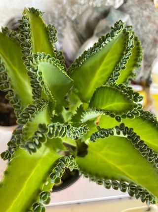 Pianta Kalanchoe daemoniifolia